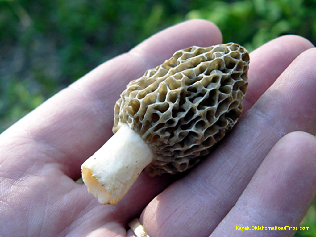 foraging-morels-trekohio