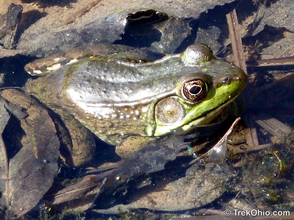 Top Water Frog - Tree Frog - Cast Cray Outdoors