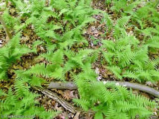 Escape to Serenity: Ohio's Knox Woods State Nature Preserve