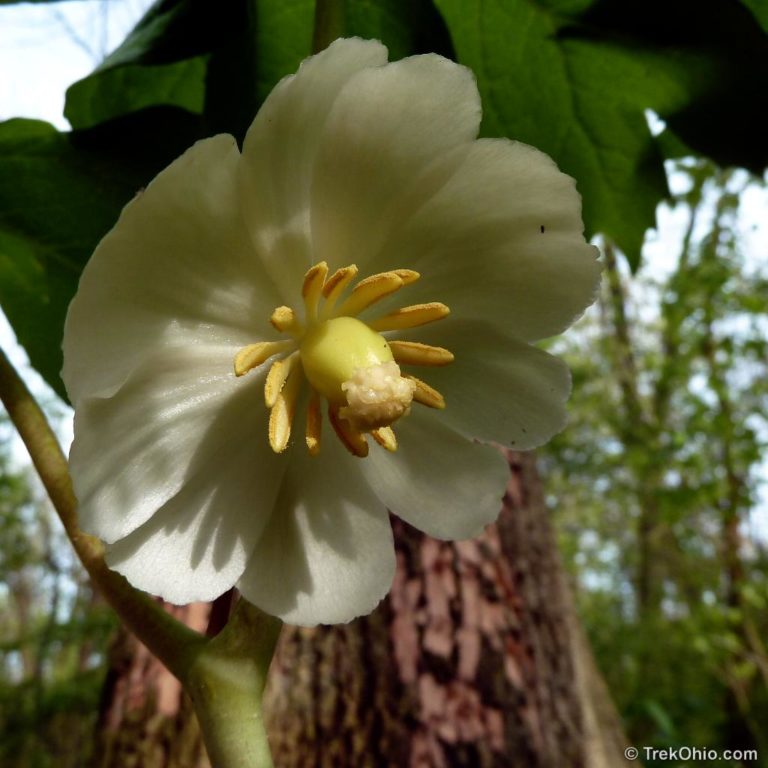 Common Spring Wildflowers in Ohio | TrekOhio