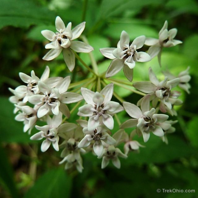 May Wildflowers at Scioto Trail State Park | TrekOhio