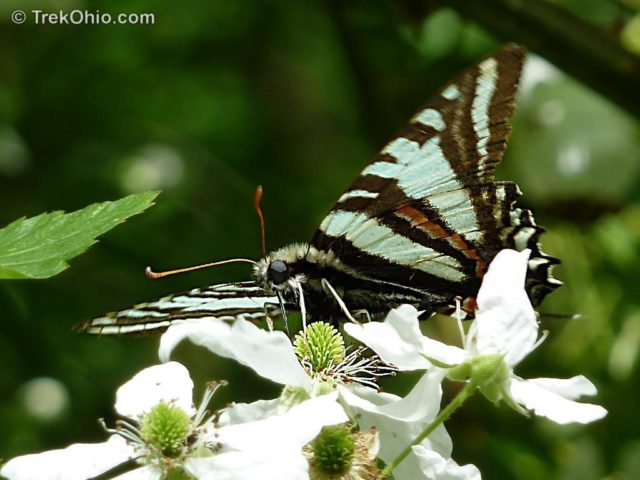 Zebra butterfly – when it was a larva, it ate pawpaw leaves that continue to protect it now that it is a butterfly.