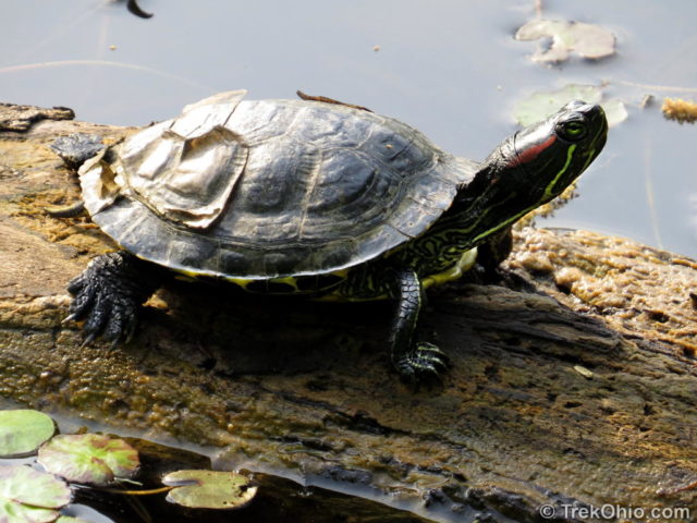 Do Red Ear Slider Turtle Live in Ohio? 2