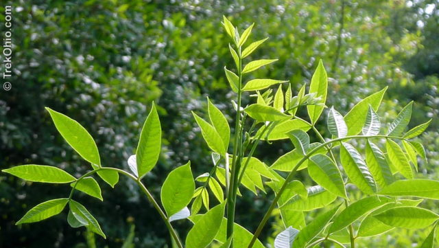 Droopy, young, compound leaves