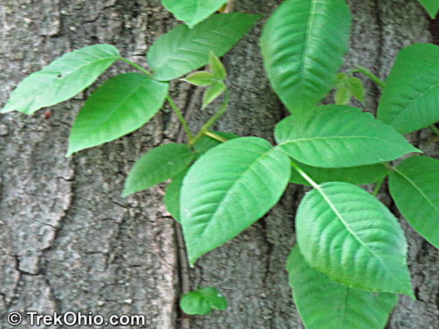 poison ivy