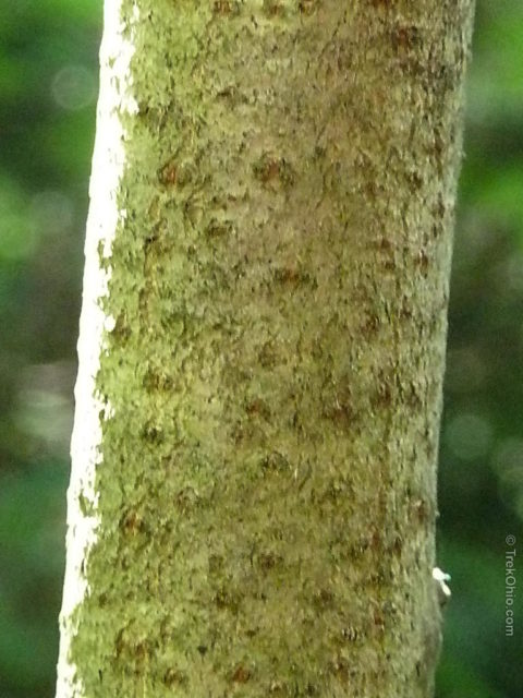 Mature trunk of poison sumac