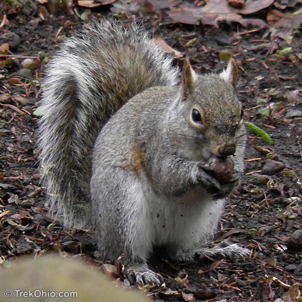 Melanistic Fox Squirrel