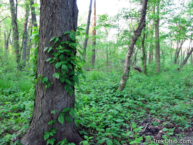 Poison Ivy has climbed up this tree, but it’s also growing all over the ground to the right of the tree.