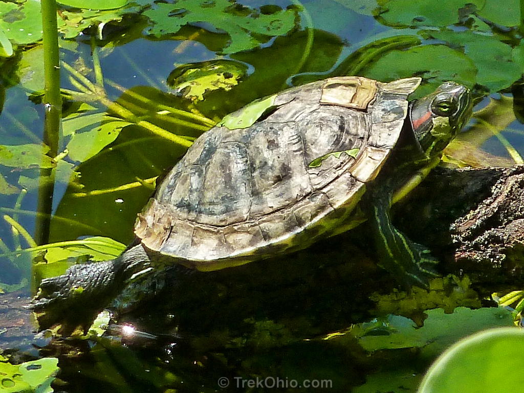 What is Red Ear Slider Turtle Shedding?