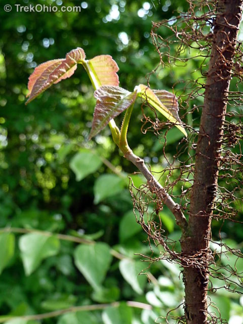 Hairy vine, no friend of mine.