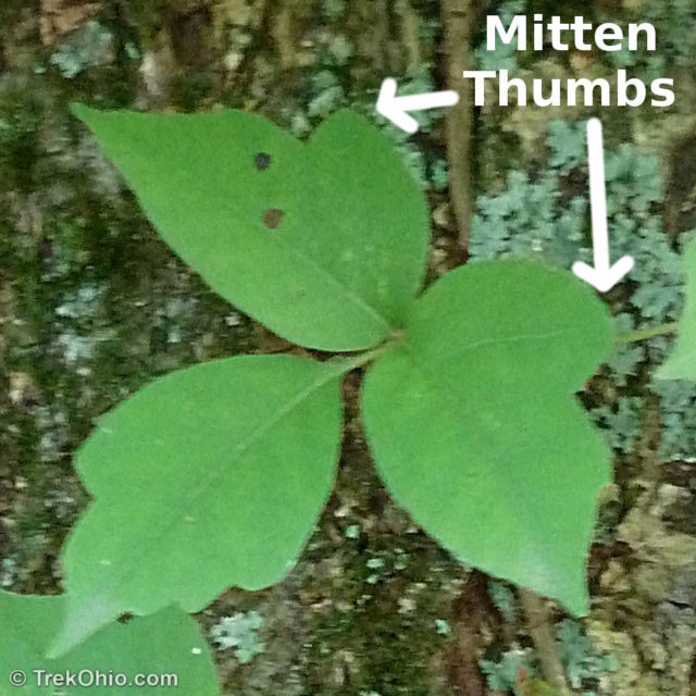 Side leaflets like mittens, will itch like the dickens.