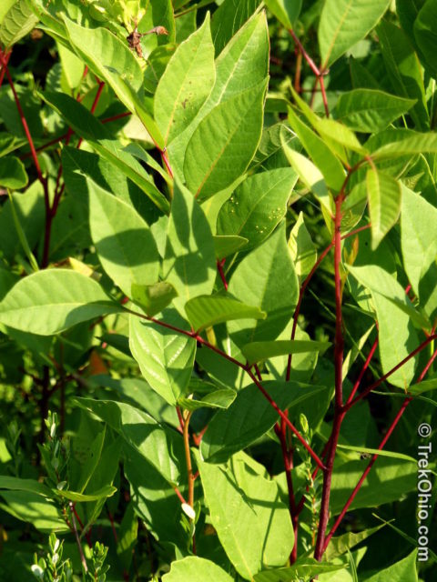 “Baby” poison sumac