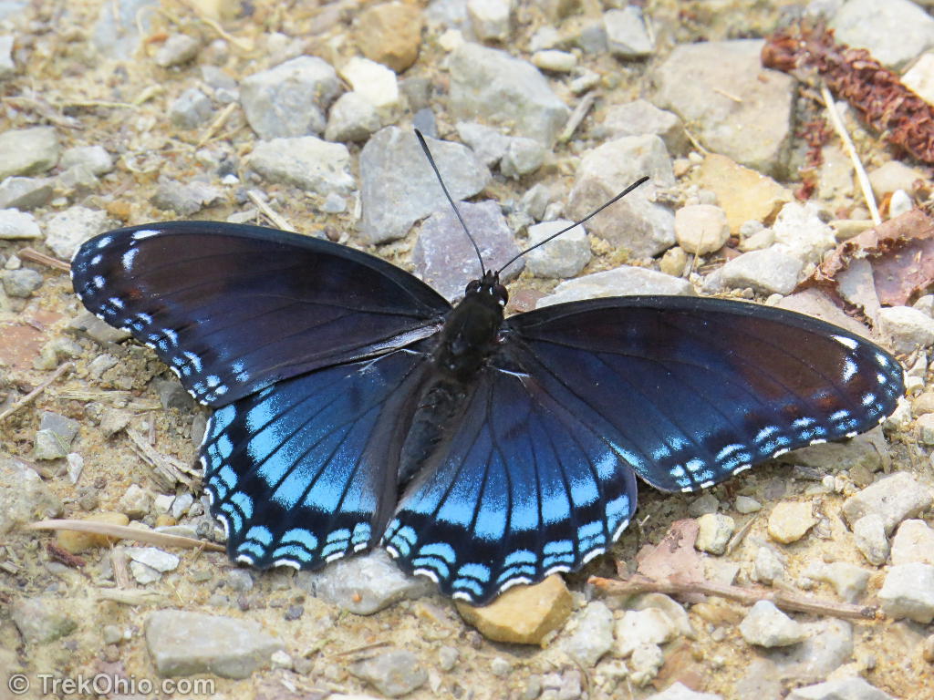 Eastern Tiger Swallowtail Butterflies And Black Butterflies Of All