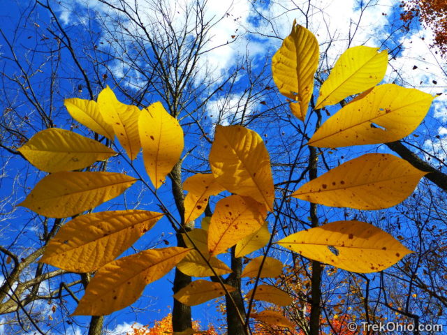 The fall leaves of the pawpaw