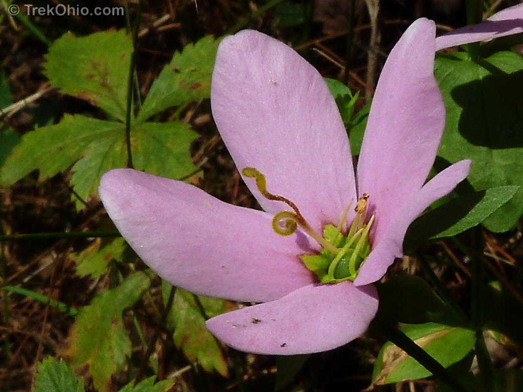 September Wildflowers Trekohio