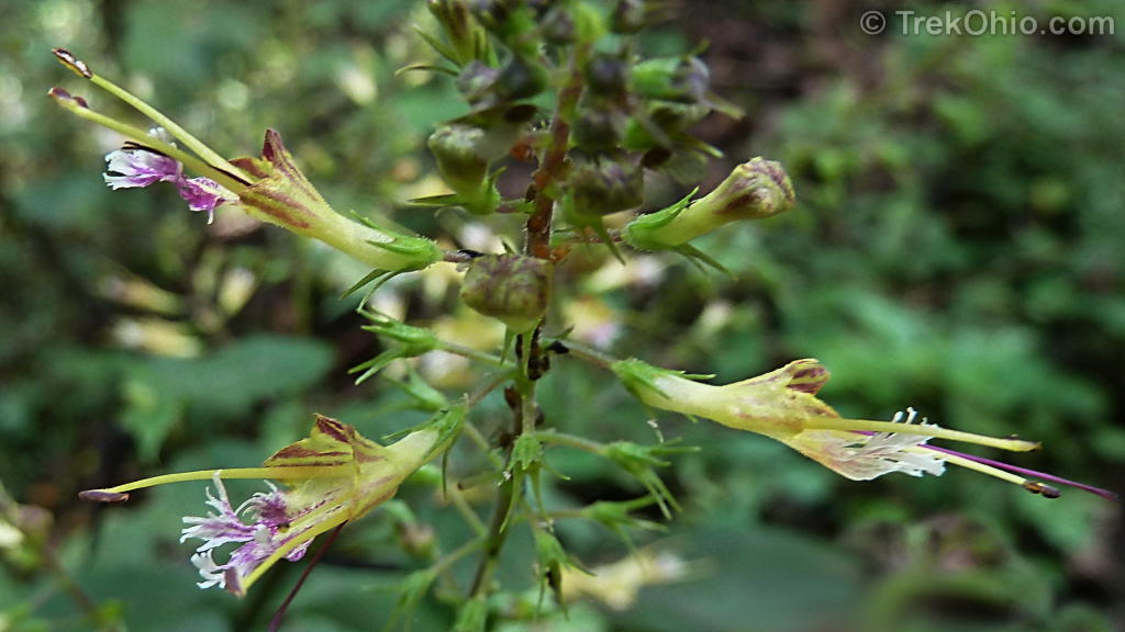 September Wildflowers TrekOhio