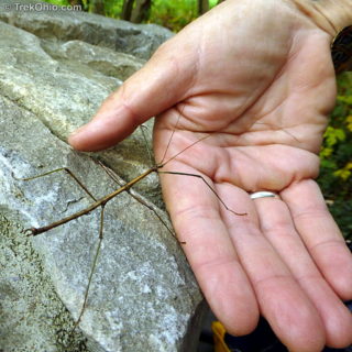 The Walkingstick Insect | TrekOhio