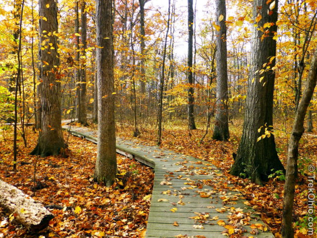 Escape To The Enchanted Forest: Exploring Ohio’s Lawrence Woods State Nature Preserve