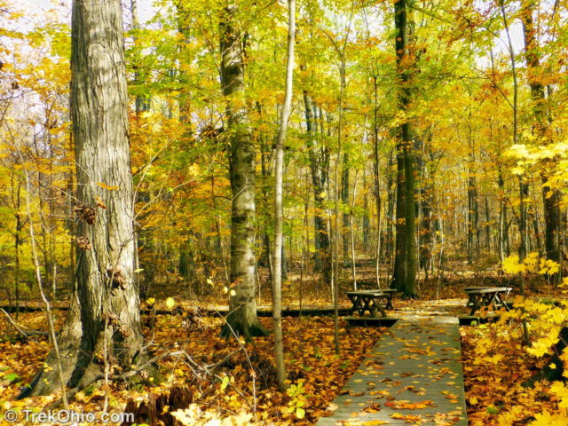 Escape to the Enchanted Forest: Exploring Ohio's Lawrence Woods State Nature Preserve