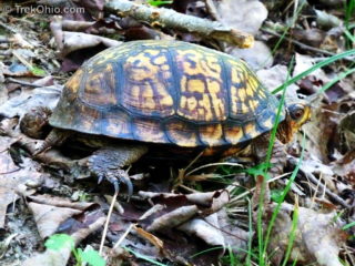 Wayne National Forest (Ironton Unit): Lake Vesuvius | TrekOhio