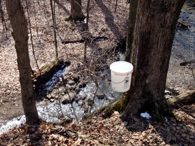 A bucket collecting sap on the edge of a bluff