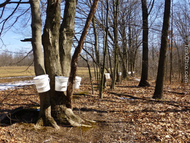 Buckets collecting sap near a field