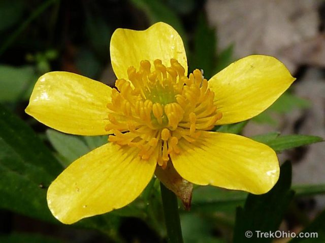 Common Spring Wildflowers In Ohio