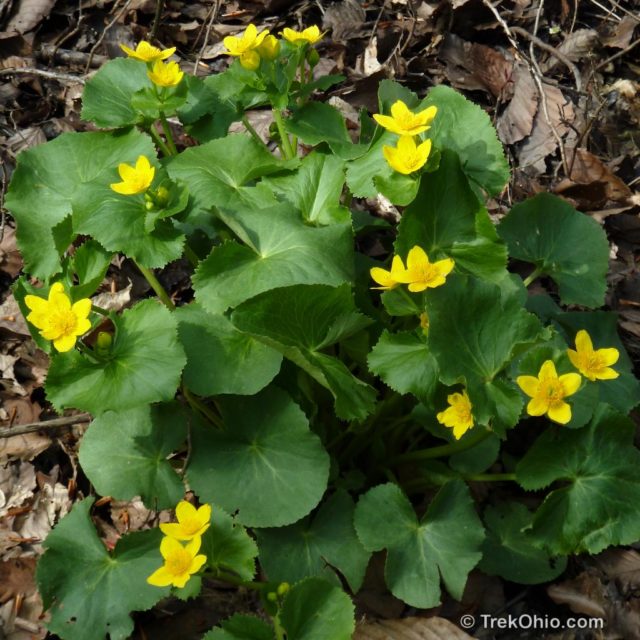 Common Spring Wildflowers In Ohio