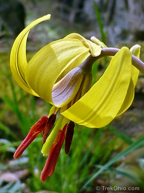 Common Spring Wildflowers In Ohio