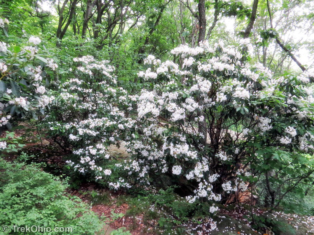 Mountain Laurel in Bloom at Shallenberger | TrekOhio