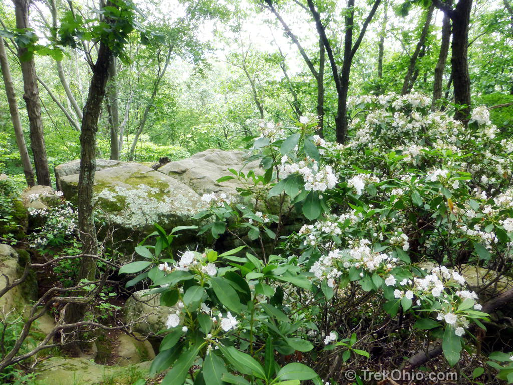 Mountain Laurel In Bloom At Shallenberger Trekohio