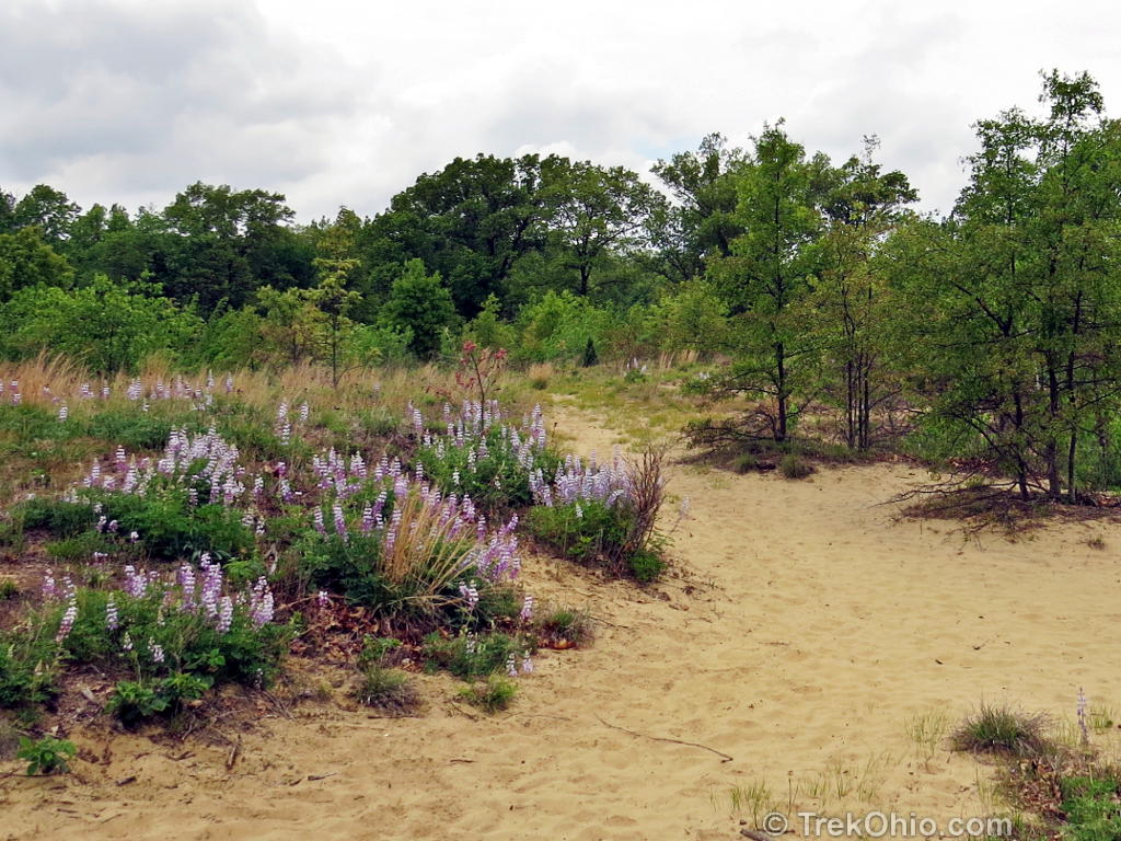 Oak Openings Hiking Trail Oak Openings Metro Park | Trekohio