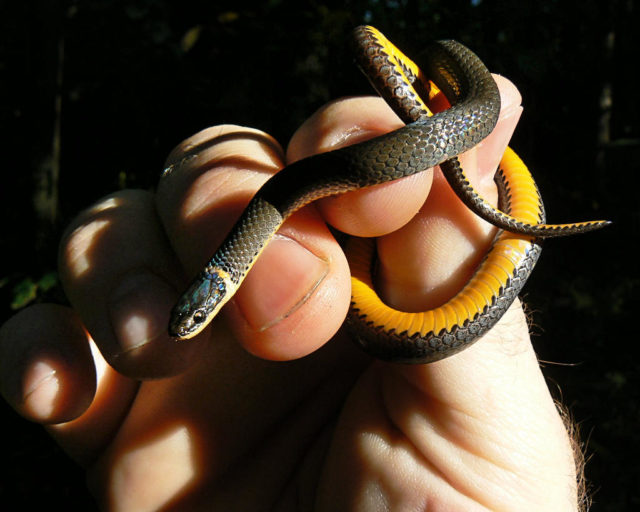 Snake Species Of Ohio At A Glance Trekohio