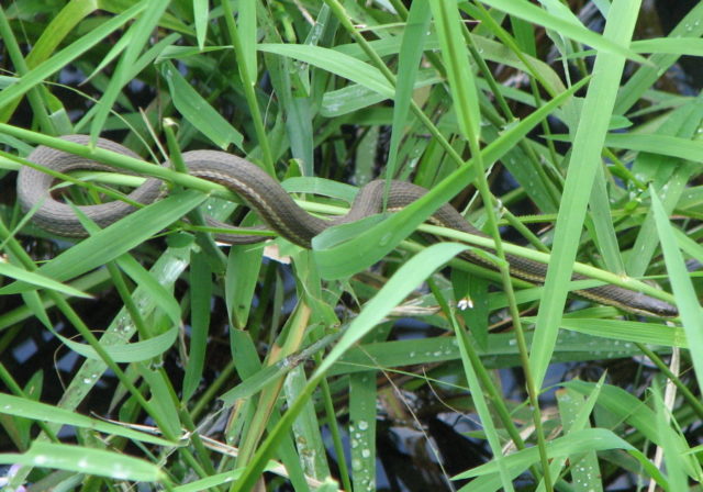 Snake Species Of Ohio At A Glance Trekohio