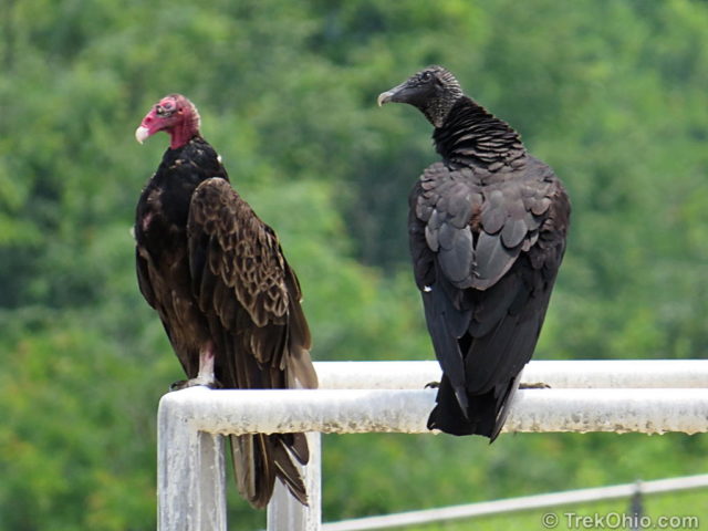 Large birds in store nj