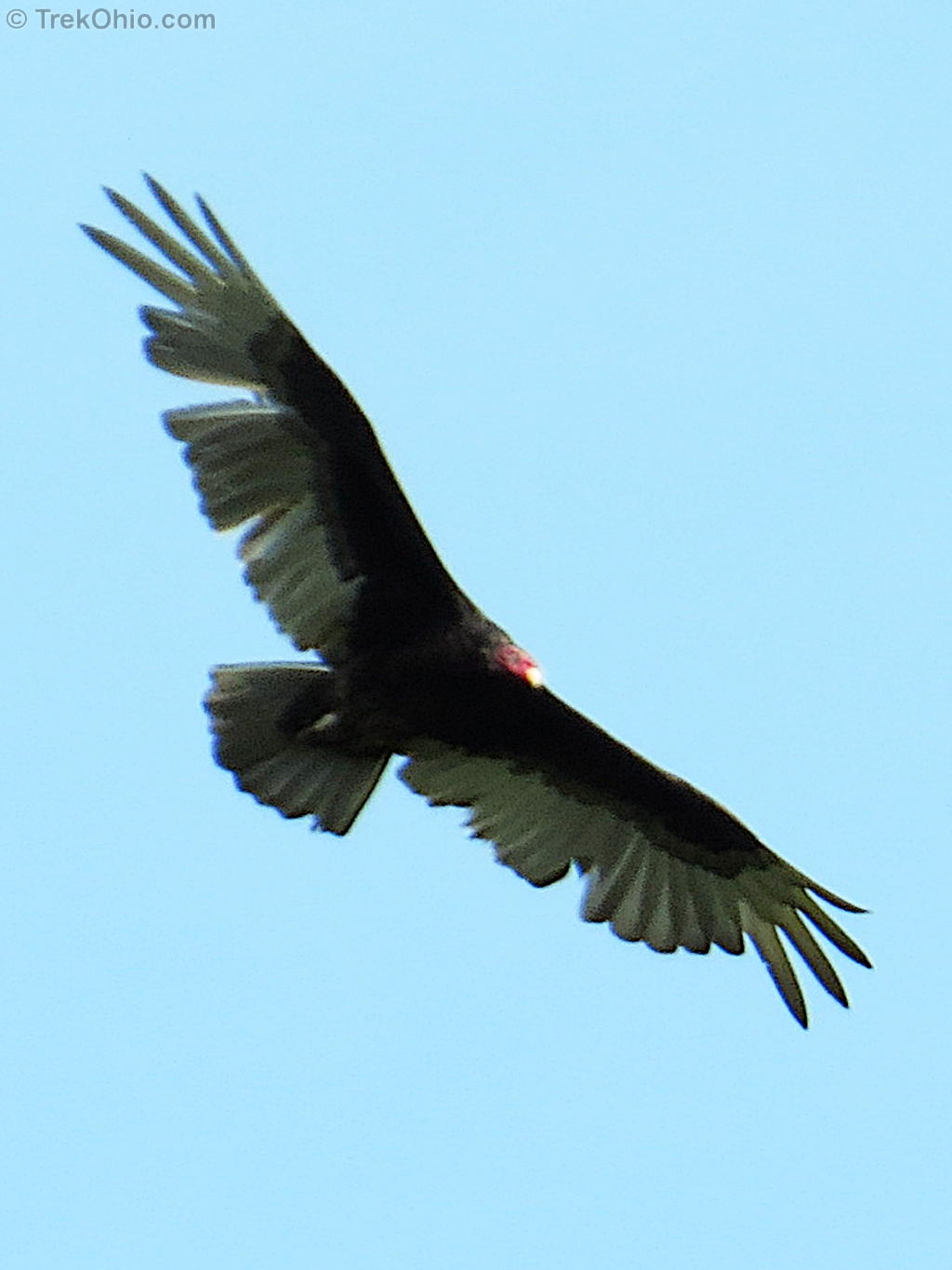 Turkey Vultures And Black Vultures Trekohio