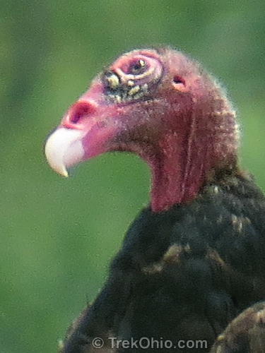Warty face of Turkey vulture
