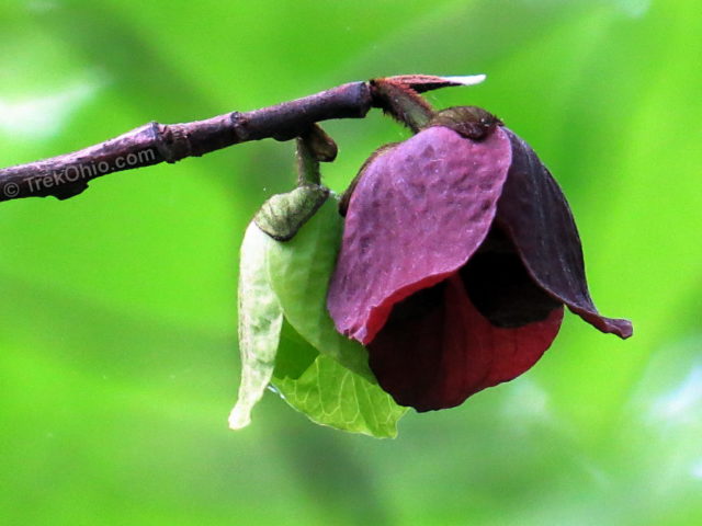 A new green blossom, and an older maroon blossom