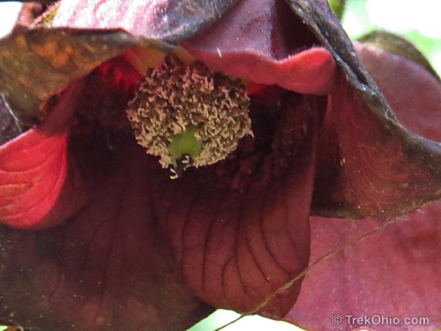 Inside a pawpaw blossom