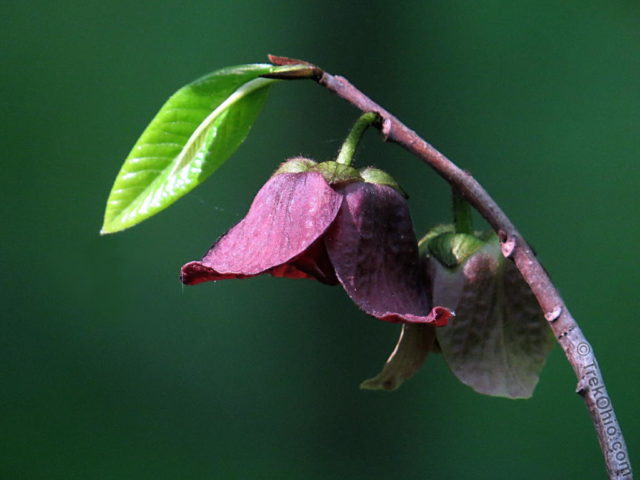 The blossoms may grow up to two inches across.