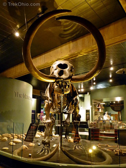 Mastodon skeleton at Ohio History Center