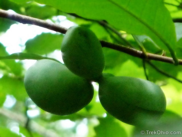 Like bananas the fruit also grows in cluster of up to 13 fruit.