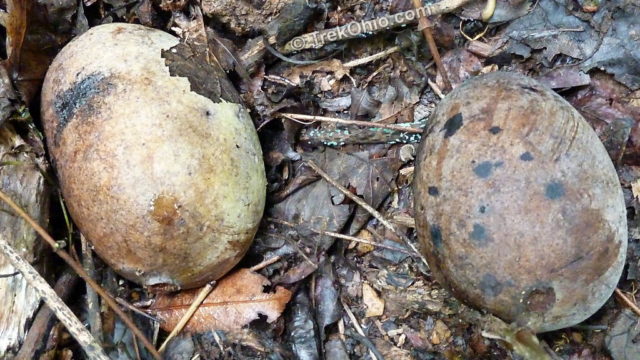 The one on the right is over-ripe, and it’s getting spots much like a banana does.