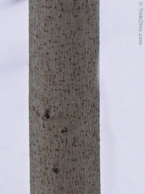 The inner fibers of this pawpaw bark can be twisted into cords.