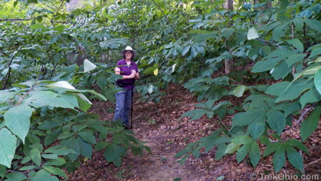 Deb in a patch of pawpaws (Asimina triloba)