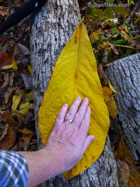 Look how big the leaf is!