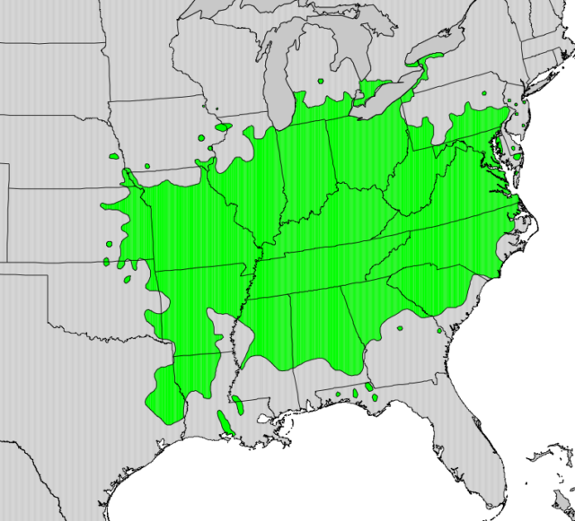 The current distribution of the pawpaw as shown above is thought to be the result of Native American spreading the seeds.
