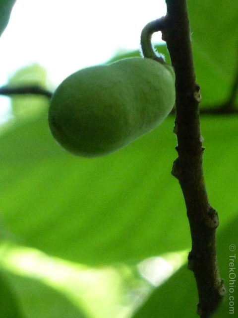 The fruit can emerge singly.