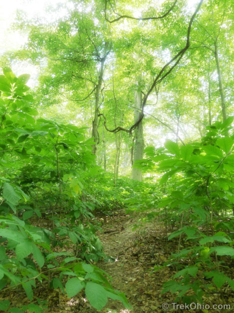 A pawpaw patch thriving beneath much taller trees.