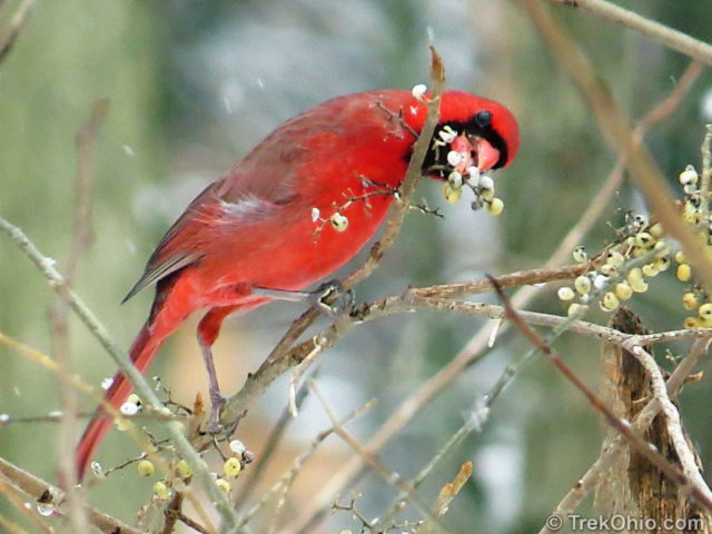 Cardinal snacking on poison ivy berries.